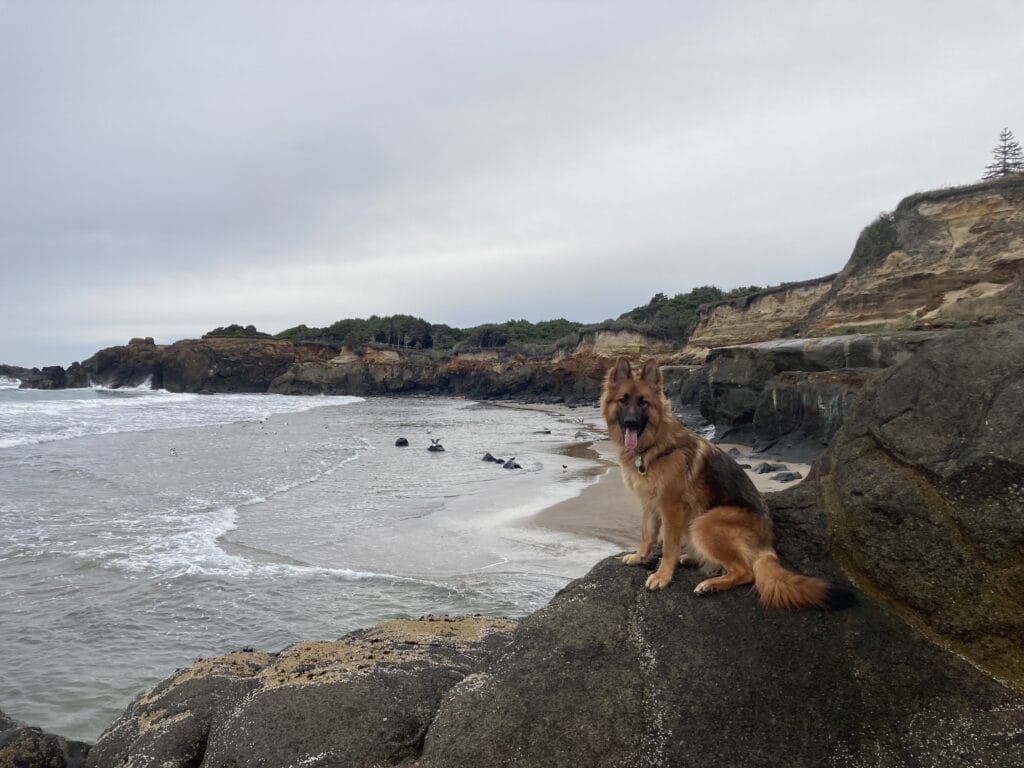 German Shepherd dog sitting on a cliff overlooking the ocean.