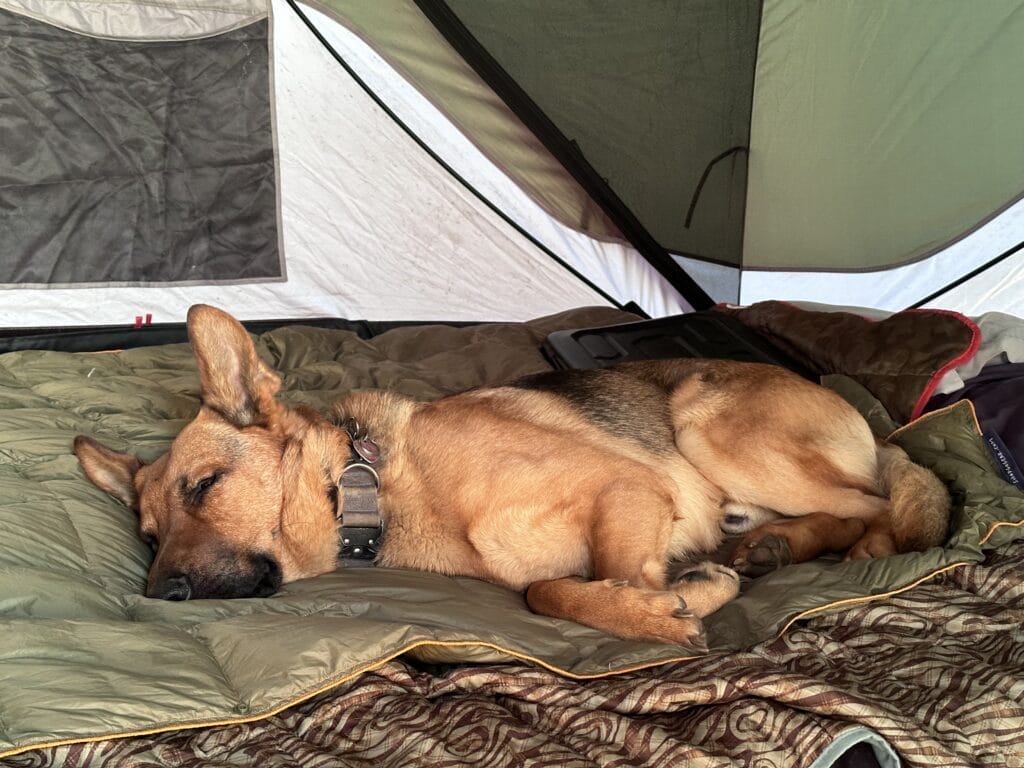 A brown German Shepherd dog sleeping in a tent on a dog bed.
