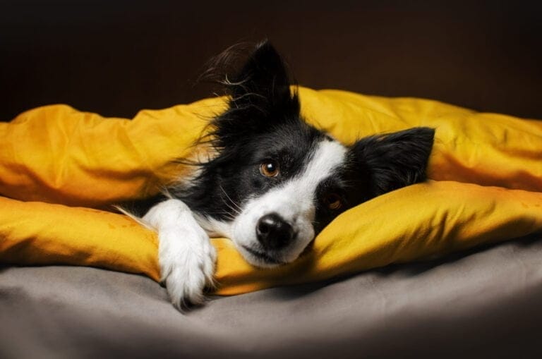 Border Collie lying on a camping chair for a dog.