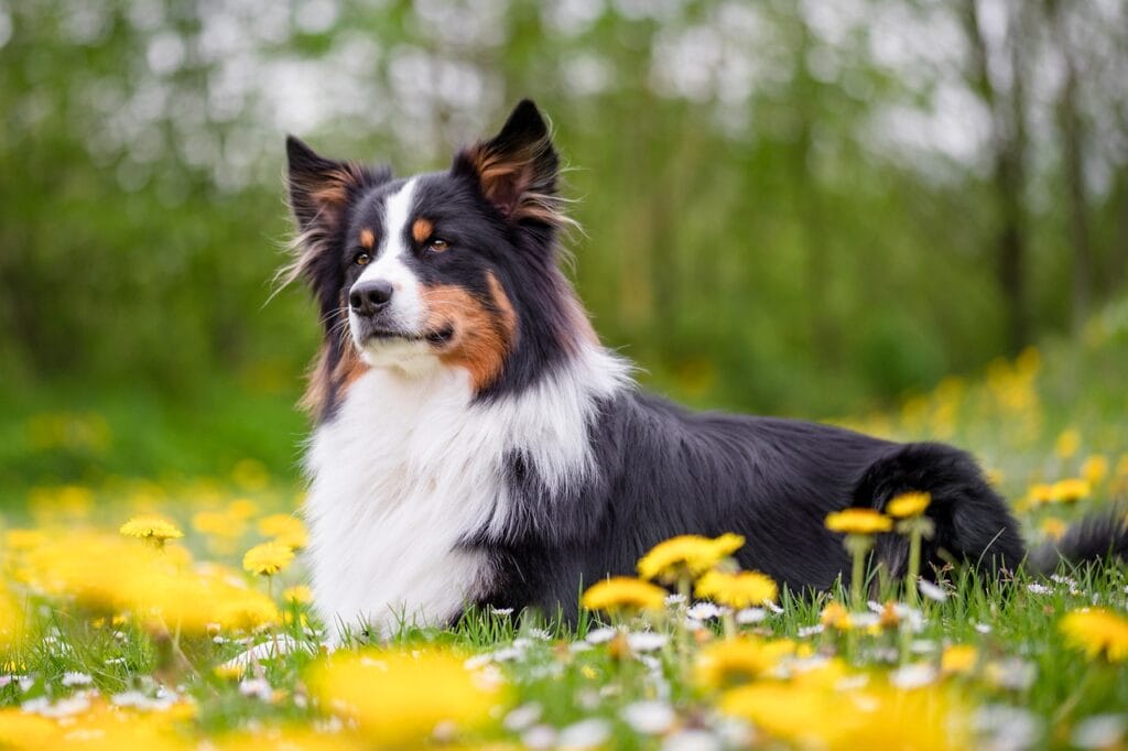 Australian Shepherd laying down in a bed of yellow flowers.