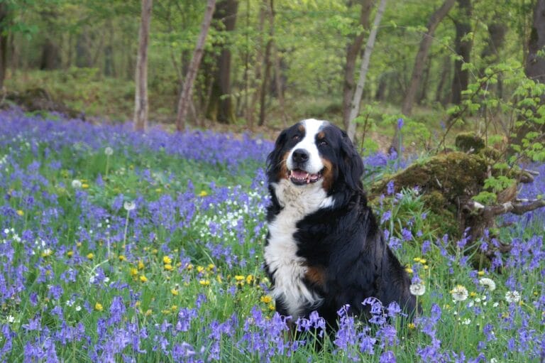 Bernese Mountain Dog sitting in a bed of wild flowers.