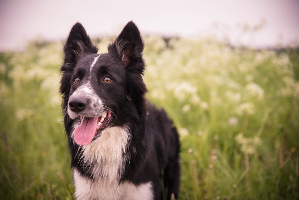 Border Collie standing in a field of tall green grass with its tongue out.