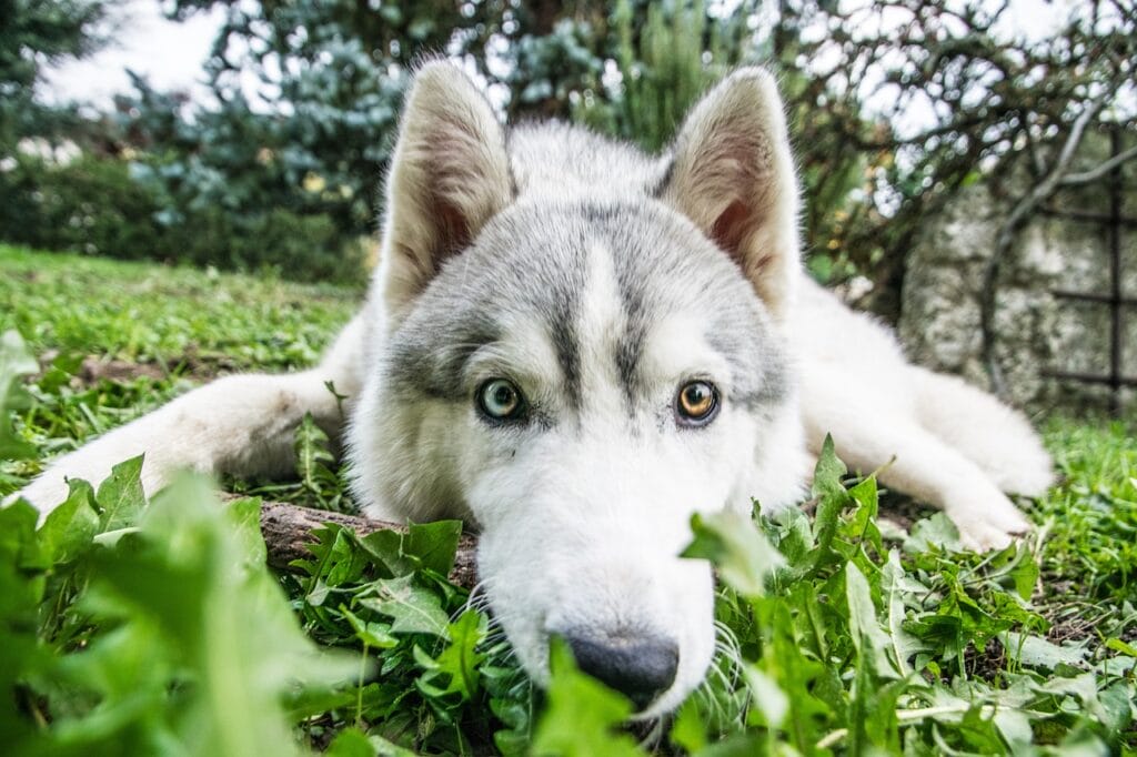 Husky dog laying head down on the grass.