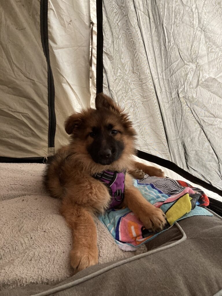 German Shepherd puppy laying down on a bed in a tent.