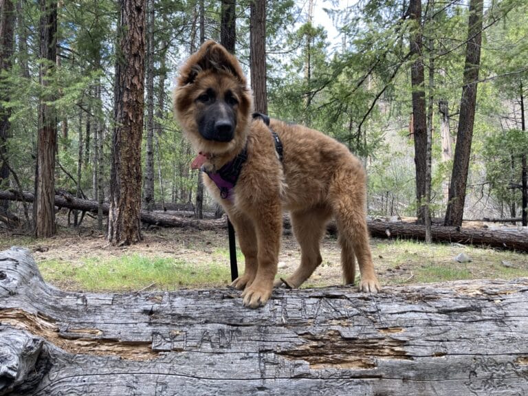 German Shepherd puppy on a camping trip standing on a fallen tree.