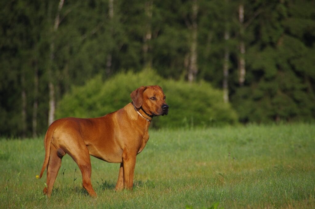 Rhodesian Ridgeback standing in a field of grass.