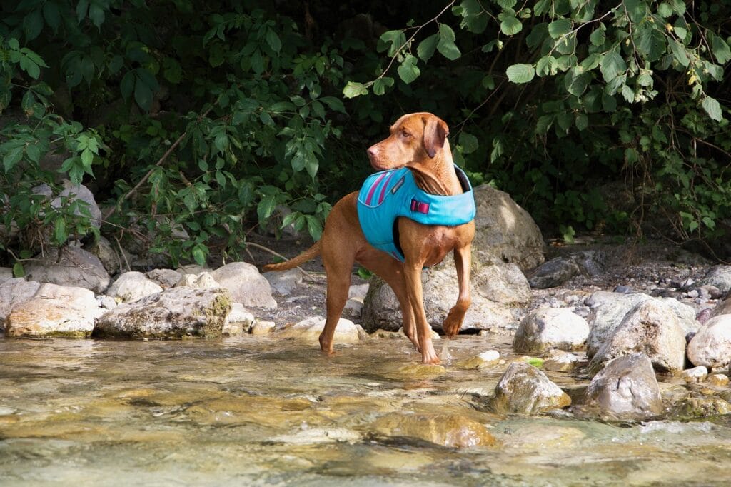 Vizsla wearing a life jacket standing in a river.