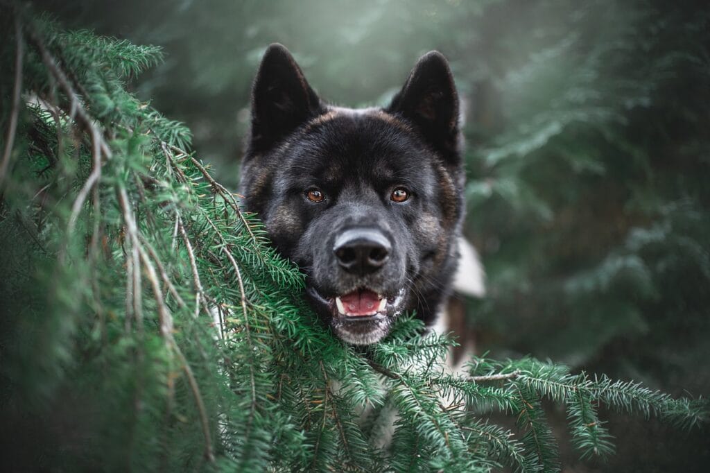Akita dog with it's head peering through the trees.