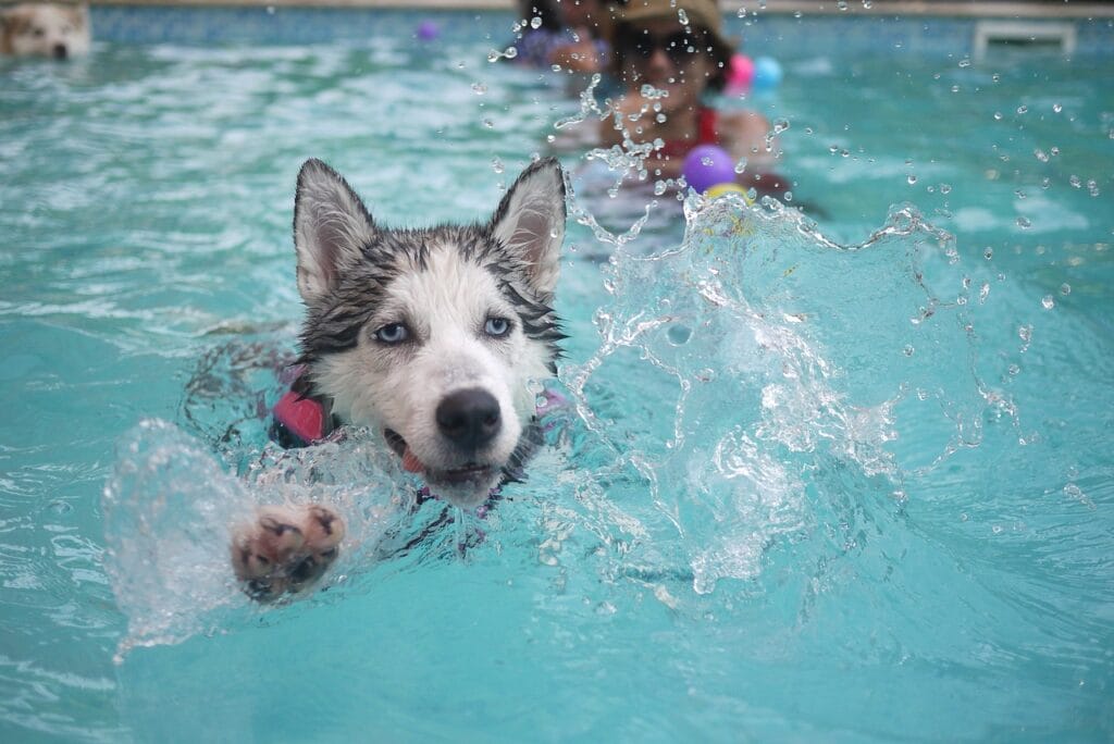 Husky swimming in a pool at a dog friendly campground.