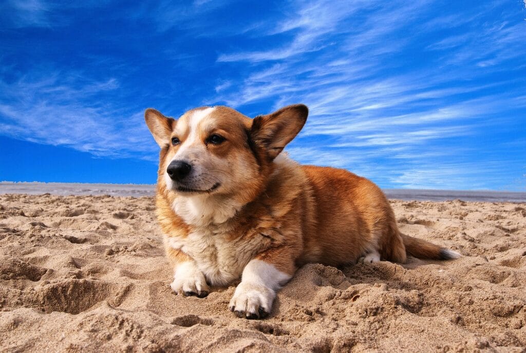 Welsh Corgi lying down on the sand at a dog friendly beach.