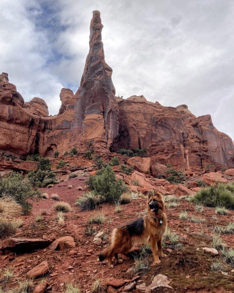 German Shepherd on a cross-country road trip in Moab, Utah.