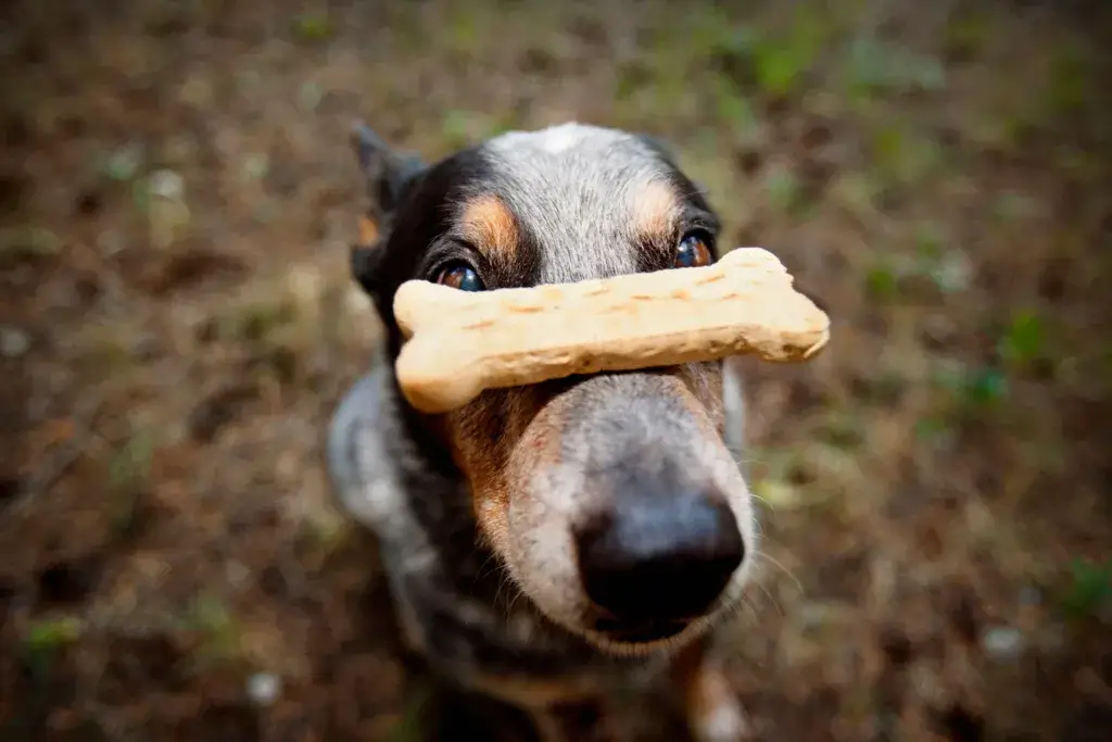 Dog balancing a bone on his nose.