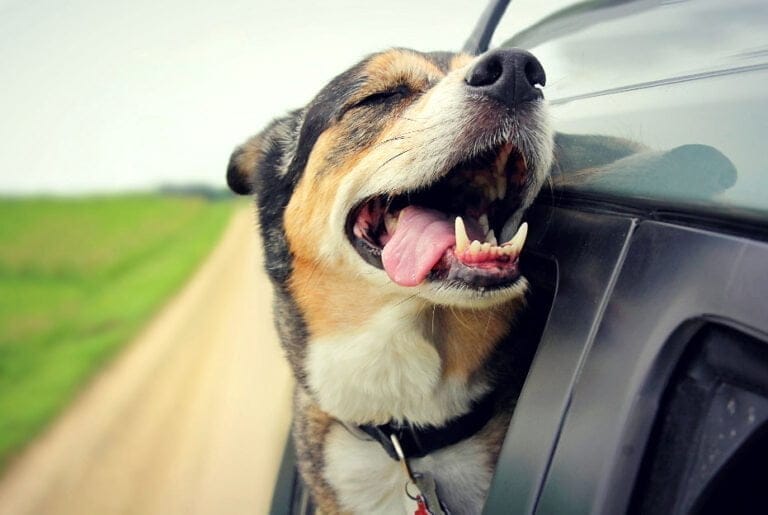 Smiling dog in a car with his head out the window.