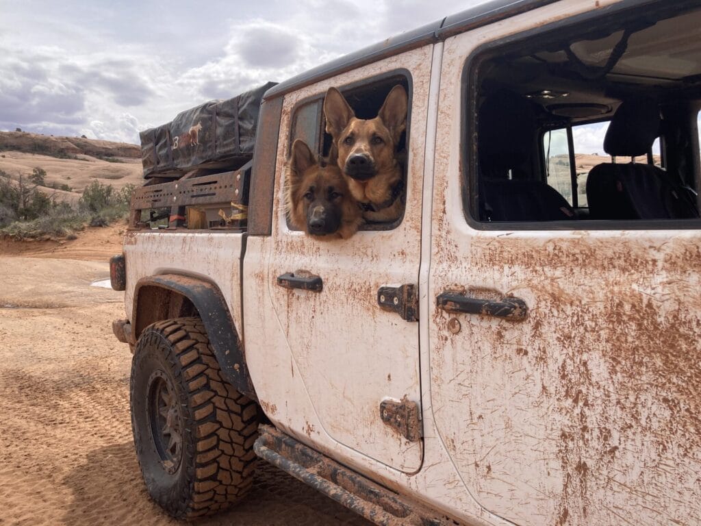 Two German Shepherds in a Jeep Gladiator looking out the window on a cross country road trip.