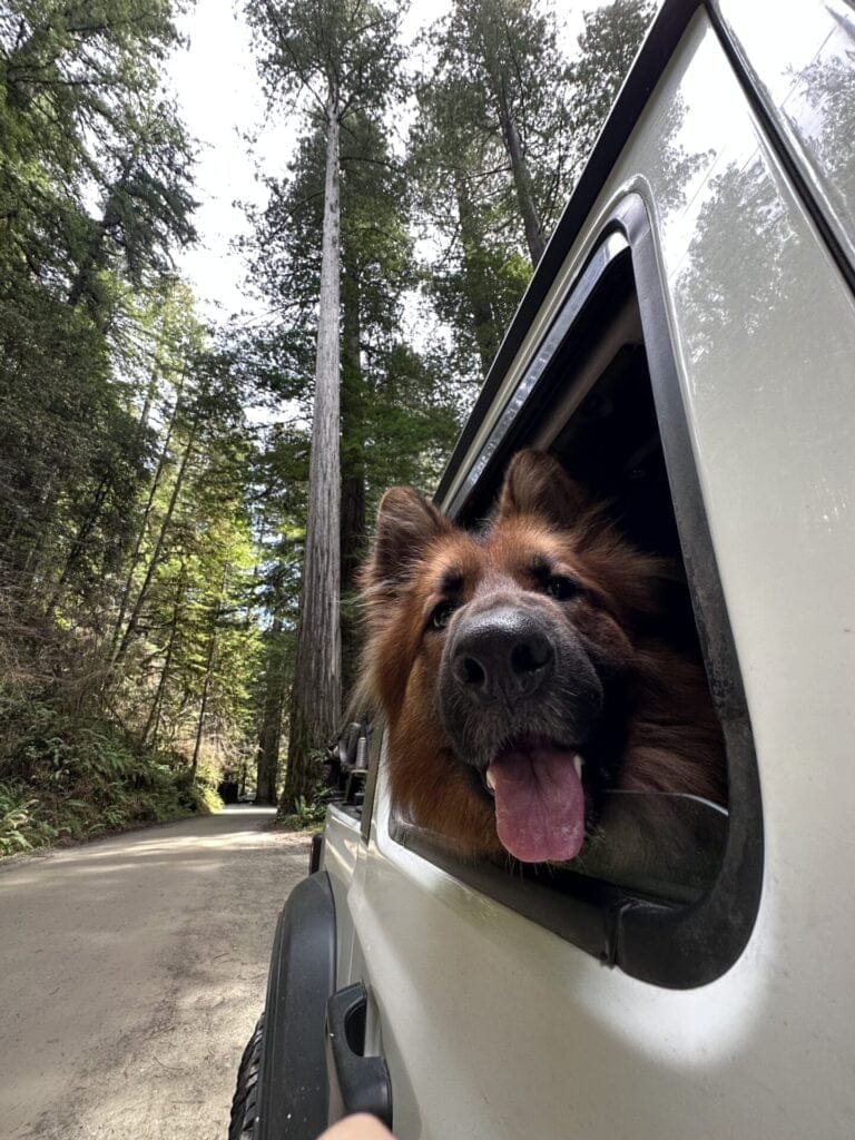 German Shepherd in. Jeep on a road trip through the Redwoods National Forest.