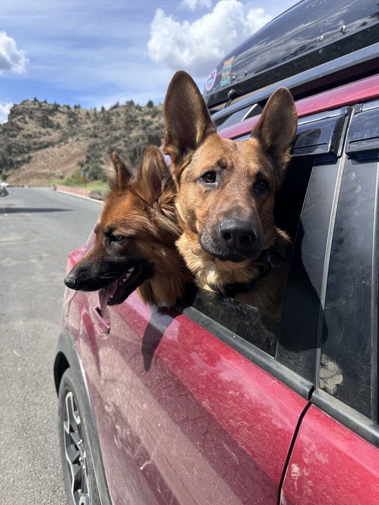 Two German Shepherds in a car on a cross country road trip.