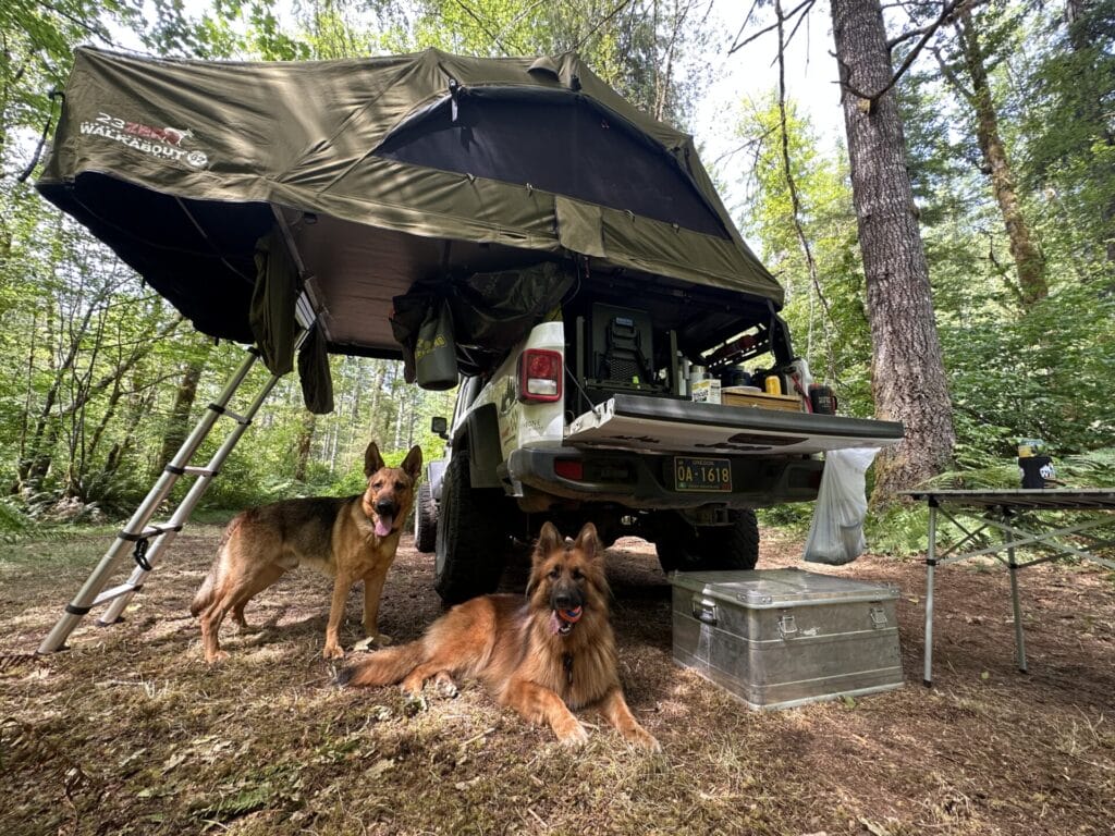 Two German Shepherd Dogs standing next to a Jeep with a rooftop tent.