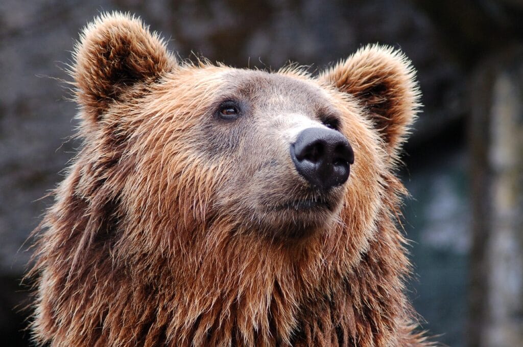 Brown Grizzly Bear