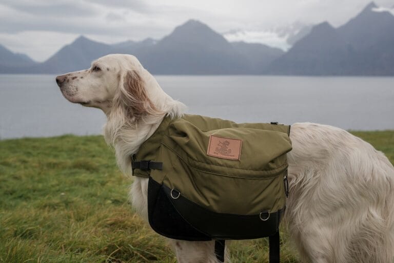 White dog wearing a green back pack in the outdoors.