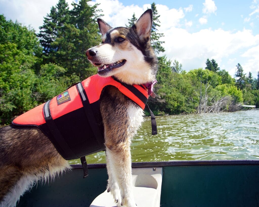 Dog wearing a life jacket in a canoe.