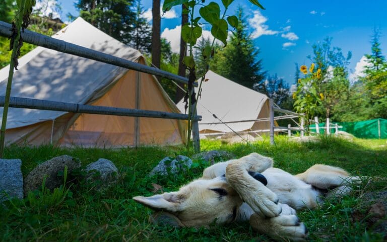 Dog laying in the grass with tents in the background.