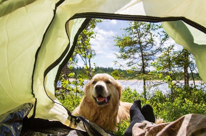 Golden Retriever laying at the entrance of a yellow tent. There are trees and a lake in the background.