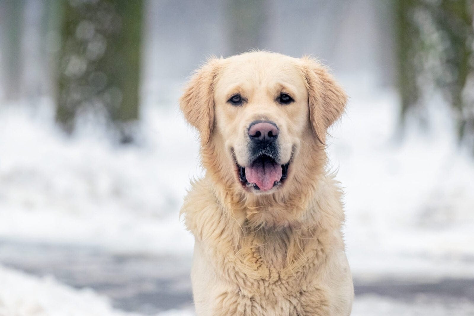 Dog Boots for Snow Protection for Winter Walkies Wanderland Xperience