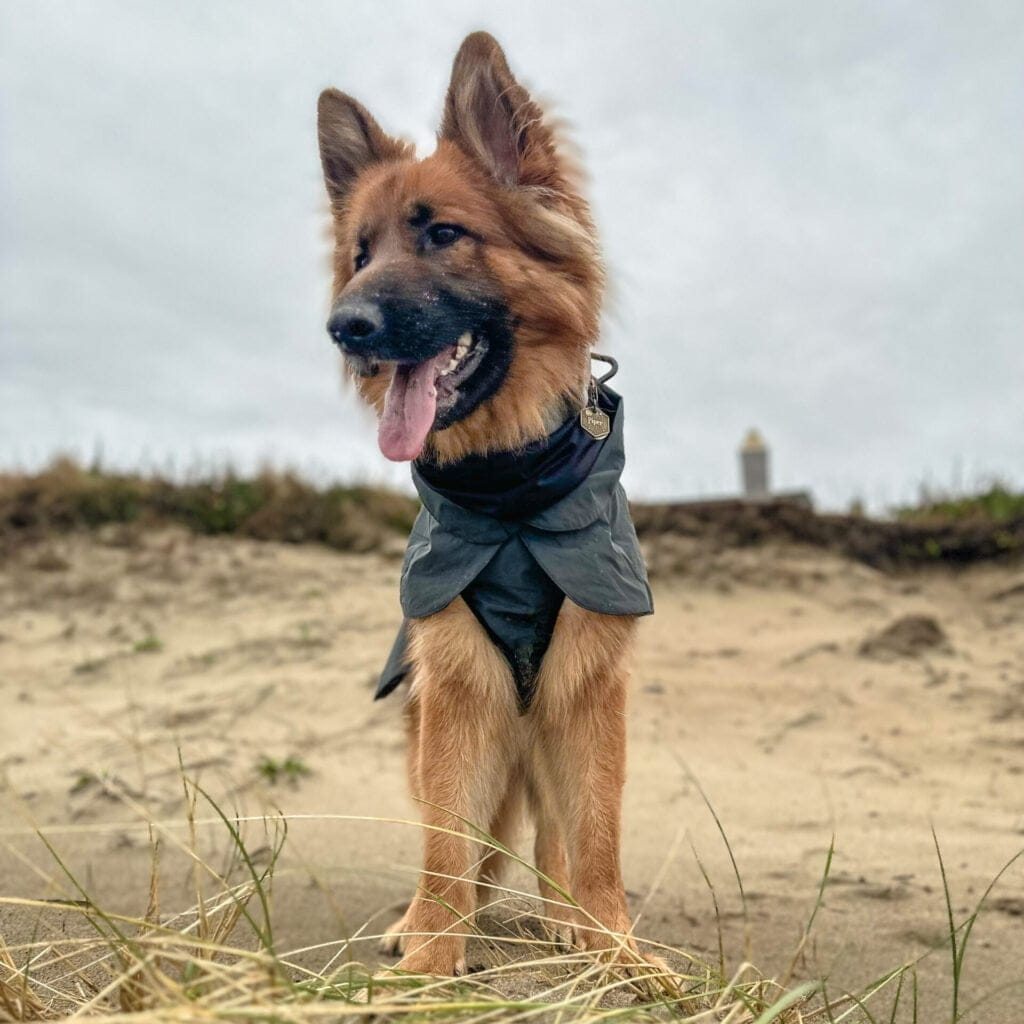 German Shepherd dog wearing a dog jacket.
