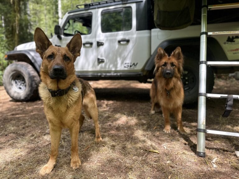 Two German Shepherd dogs standing in front of a Jeep Gladiator.