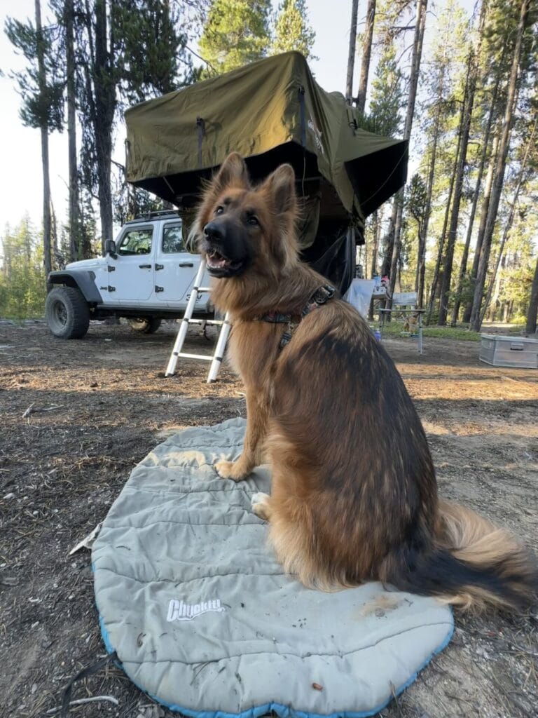 German Shepherd dog sitting on a Chuckit Dog Bed. There is a Jeep with a rooftop tent in the background.