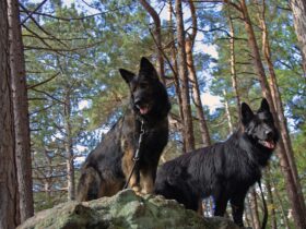 Two black German Shepherds standing on a rock in the forest.