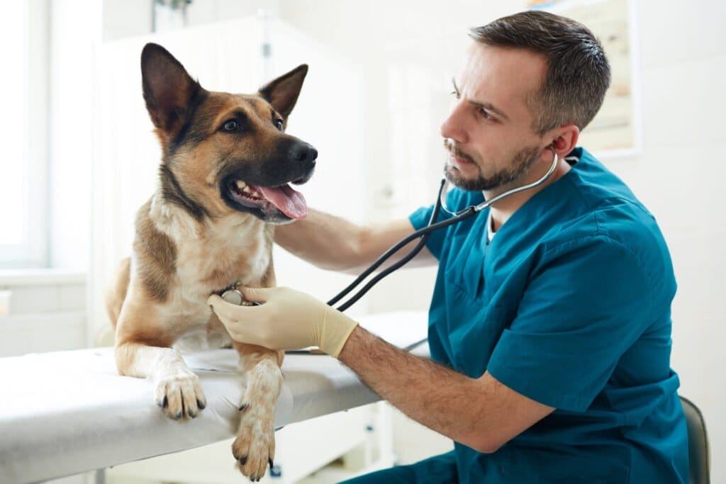 Veterinarian with stethoscope examining pedigreed brown sheepdog in clinics. Possible rattlesnake bite in dog.