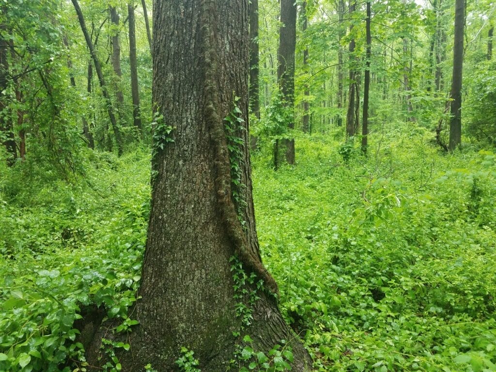 Can dogs get poison ivy? Large poison ivy vine on a tree in the forest or woods.