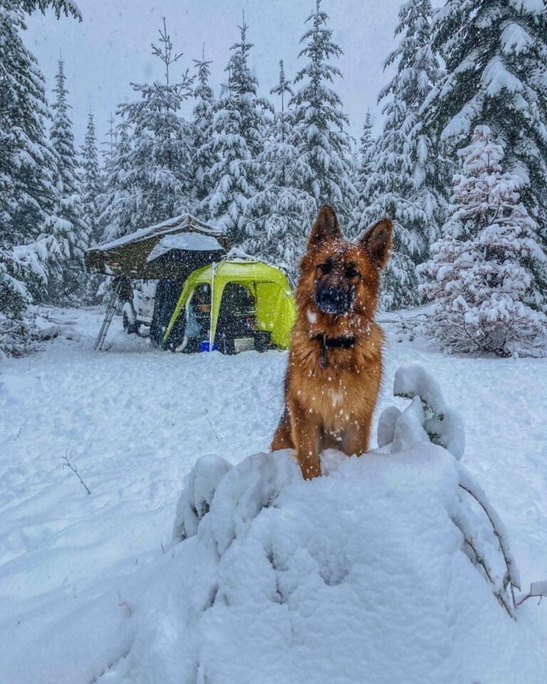 Snow camping with dogs German Shepherd dog in the snow with a Jeep and rooftop tent in the background.