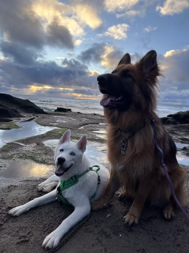 White husky and German Shepherd dog at the beach at sunset.