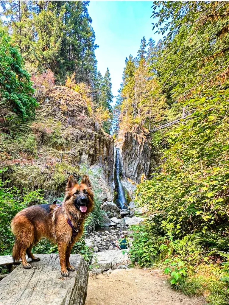 German Shepherd standing on a log in front of a waterfall at Drift Creek Falls.