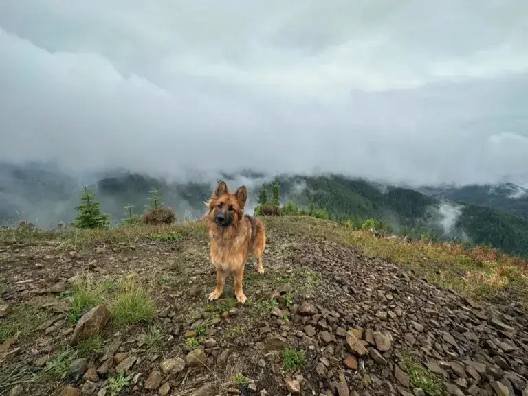 Hiking with dogs, German Shepherd on a mountain peak.