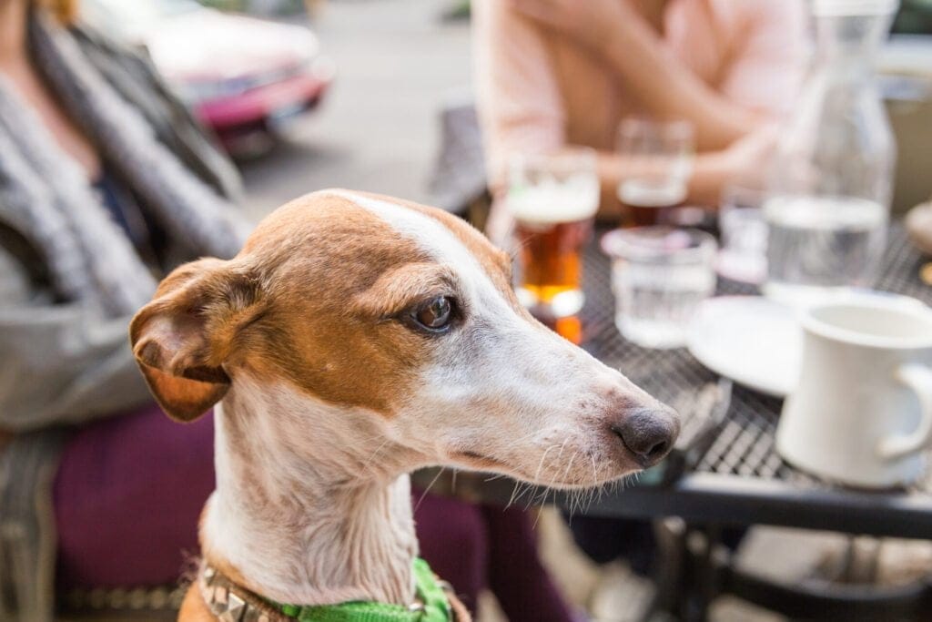 An adult Italian greyhound looking on while sitting at a table in a cafe or restaurant patio.