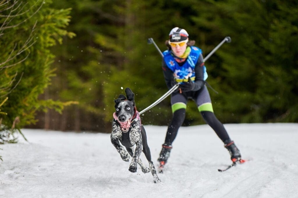 Winter dog sport competition. Pointer dog pulls skier.