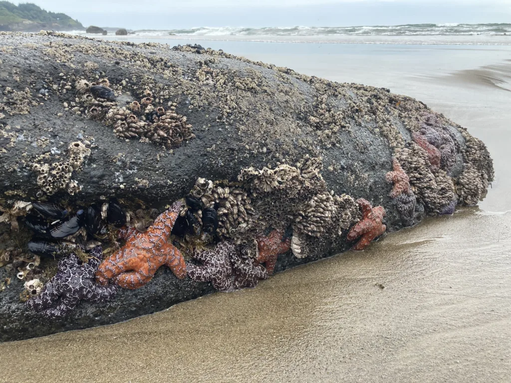 Star fish at a tide pool in Oregon.