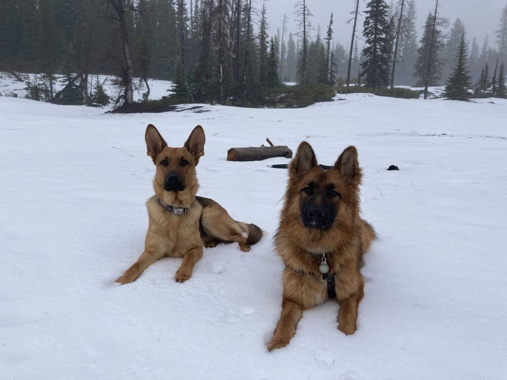 Two German Shepherds laying down in the snow looking at the camera.