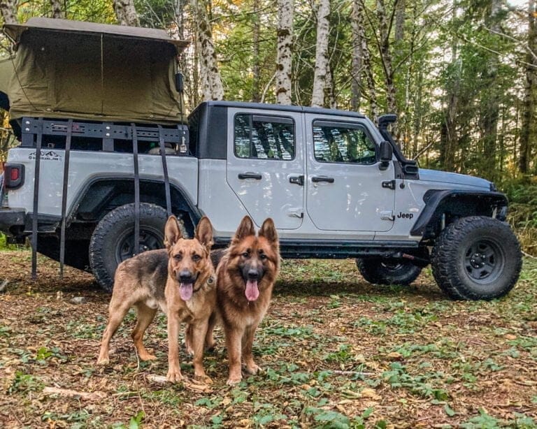 German Shepherds camping. Two German Shepherds standing in front of a Jeep with a rooftop tent.