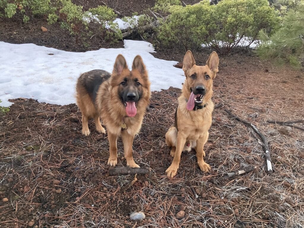 Two German Shepherds standing next together with their tongues out.
