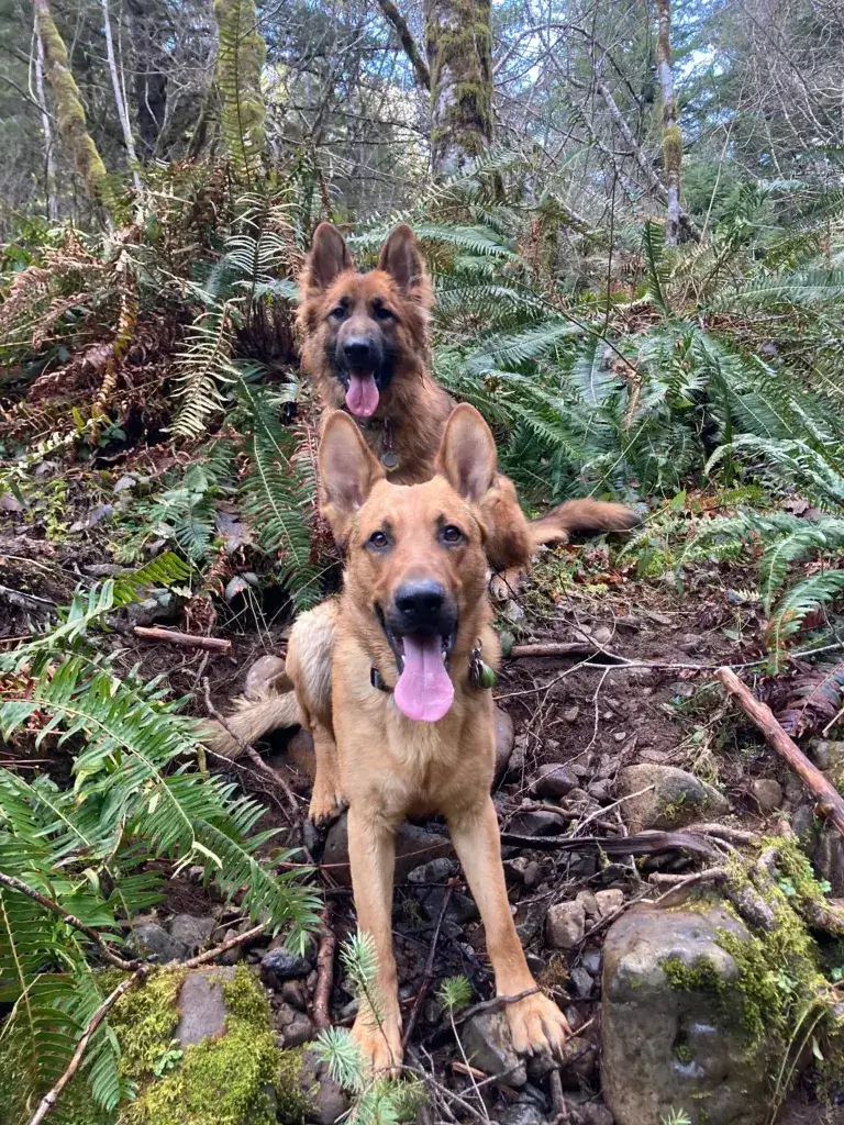 Camping with Large Dogs A Quick Guide for Adventurous Pet Owners