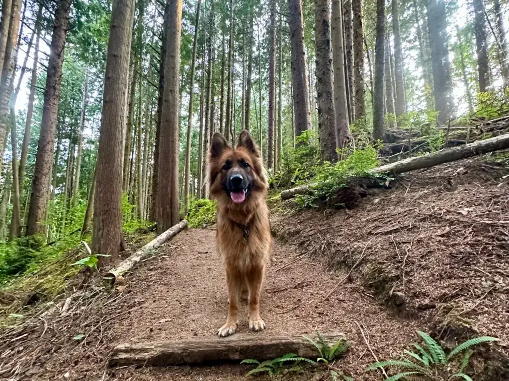 German Shepherd dog on a hike in the forest looking at the camera.