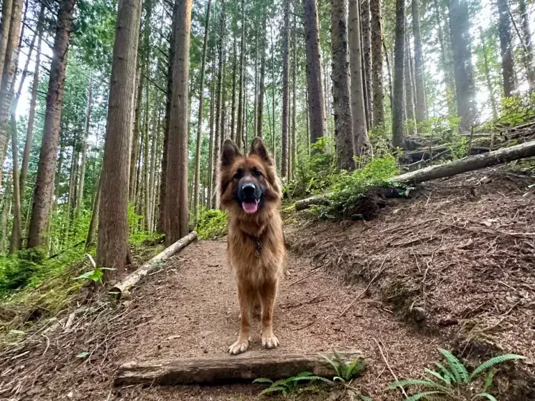 German Shepherd dog on a hike in the forest looking at the camera.