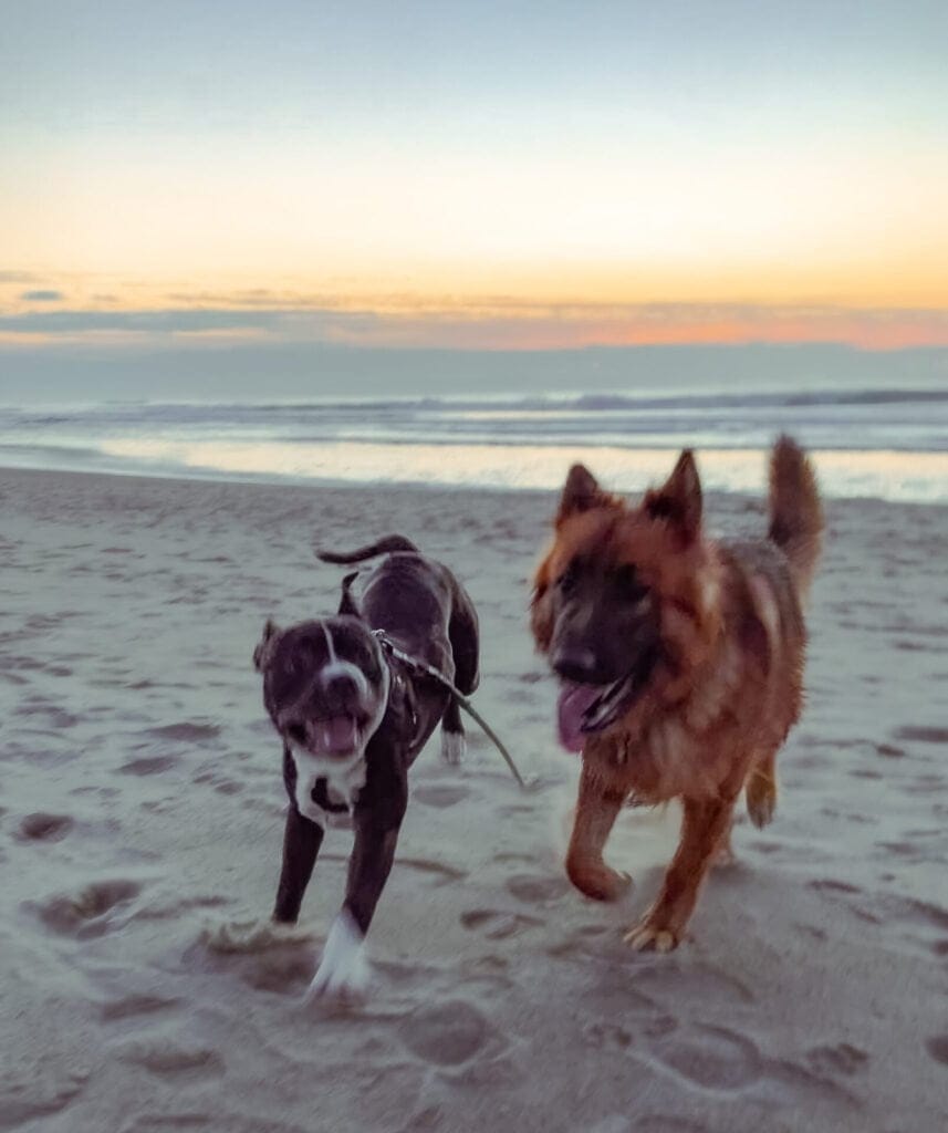 A German Shepherd and Pit Bull playing together on the beach.