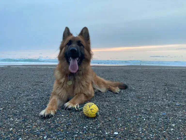 German Shepherd laying down at the beach with a yellow ball.