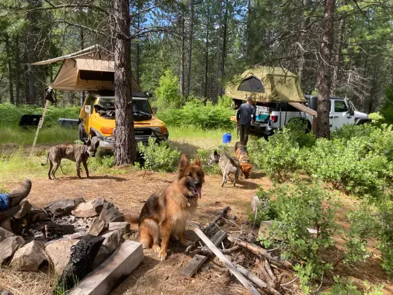 Rooftop tent camping with a dog. Four dogs walking around two vehicles with rooftop tents.