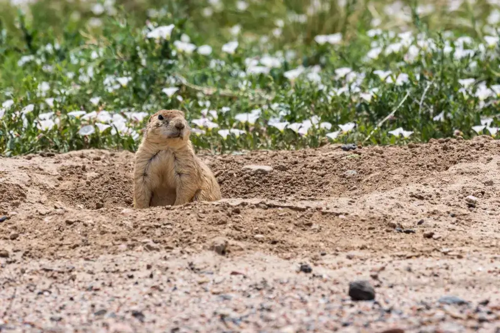 Black-tailed prairie dog Cynomys ludovicianus at Rocky Mountain Arsenal National Wildlife Refuge, Commerce City near Denver, CO, USA